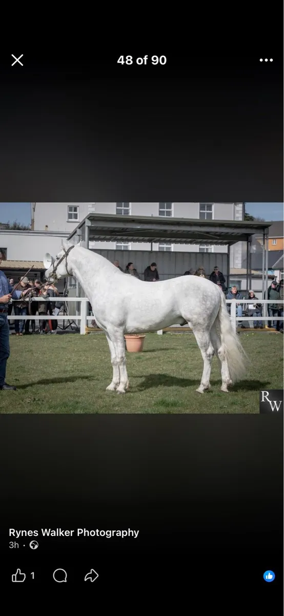 Class one stallion for stud - Image 3