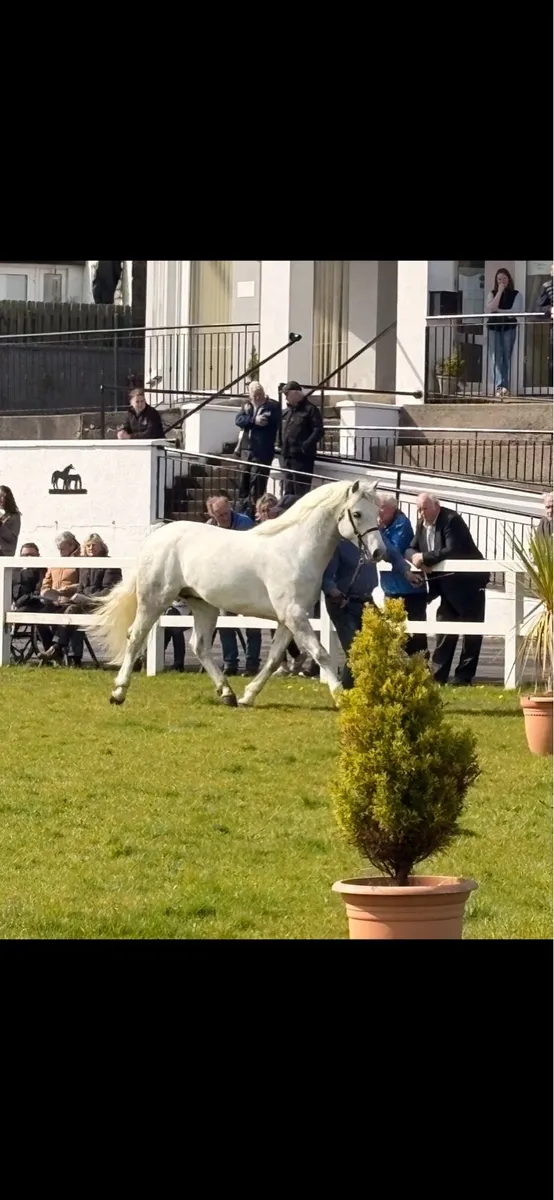 Class one stallion for stud - Image 4