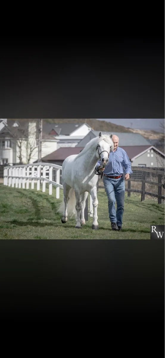 Class one stallion for stud - Image 1