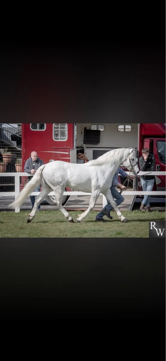 Class one stallion for stud - Image 2