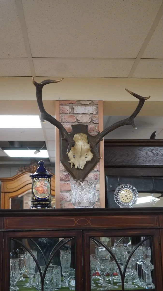 French Oak Antler Wall Mount - Image 1