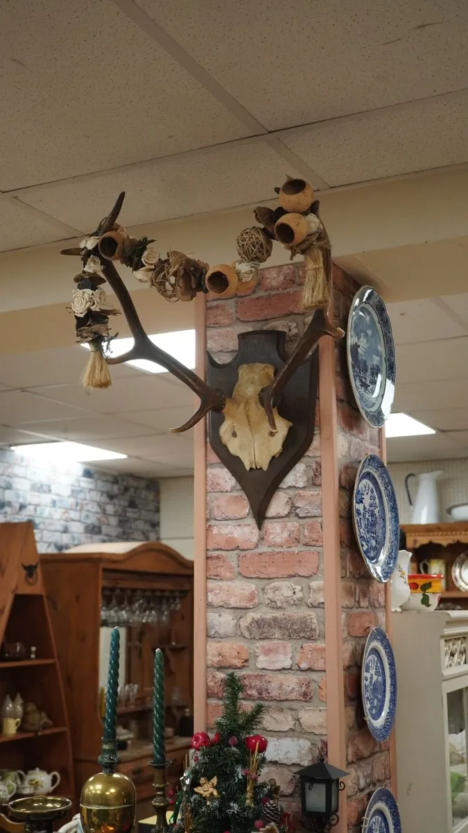 French Oak Antler Wall Mount - Image 3