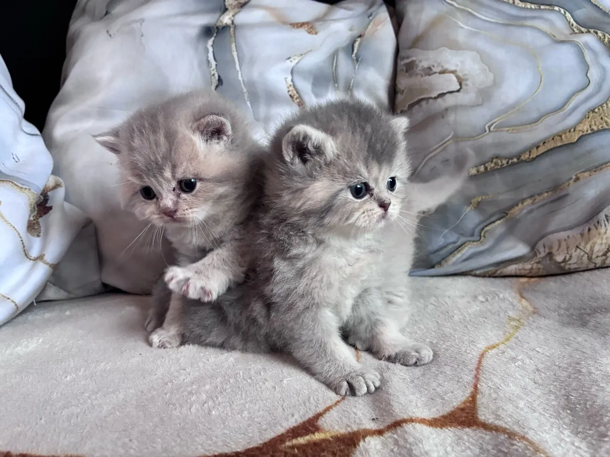 British shorthair kittens - Image 1