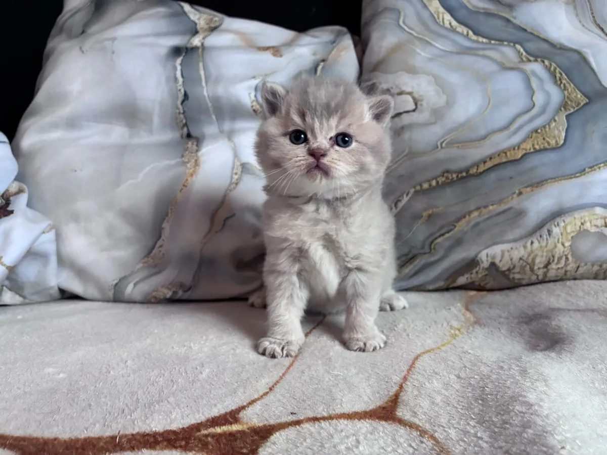 British shorthair kittens - Image 2