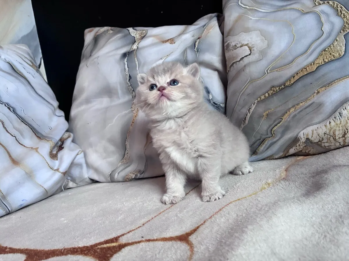 British shorthair kittens - Image 3