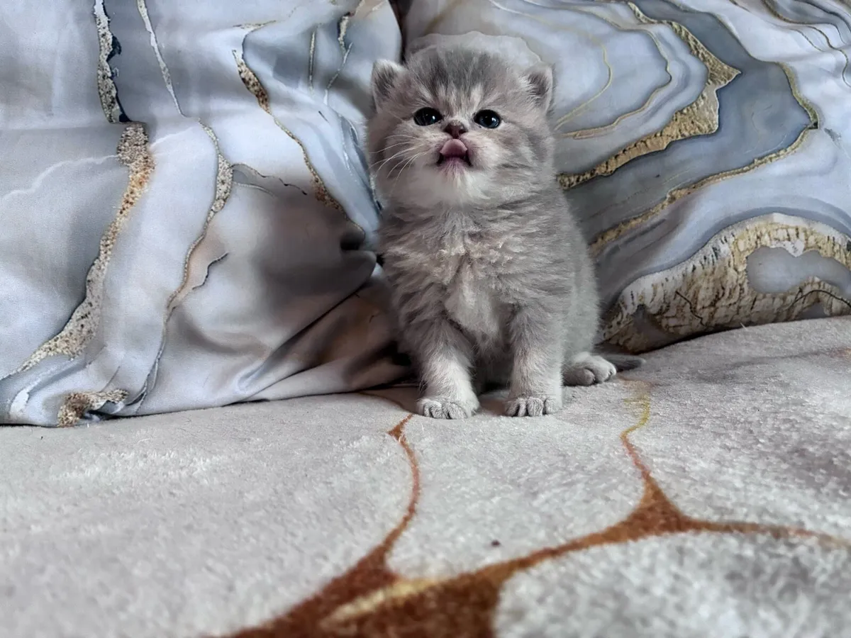 British shorthair kittens - Image 4