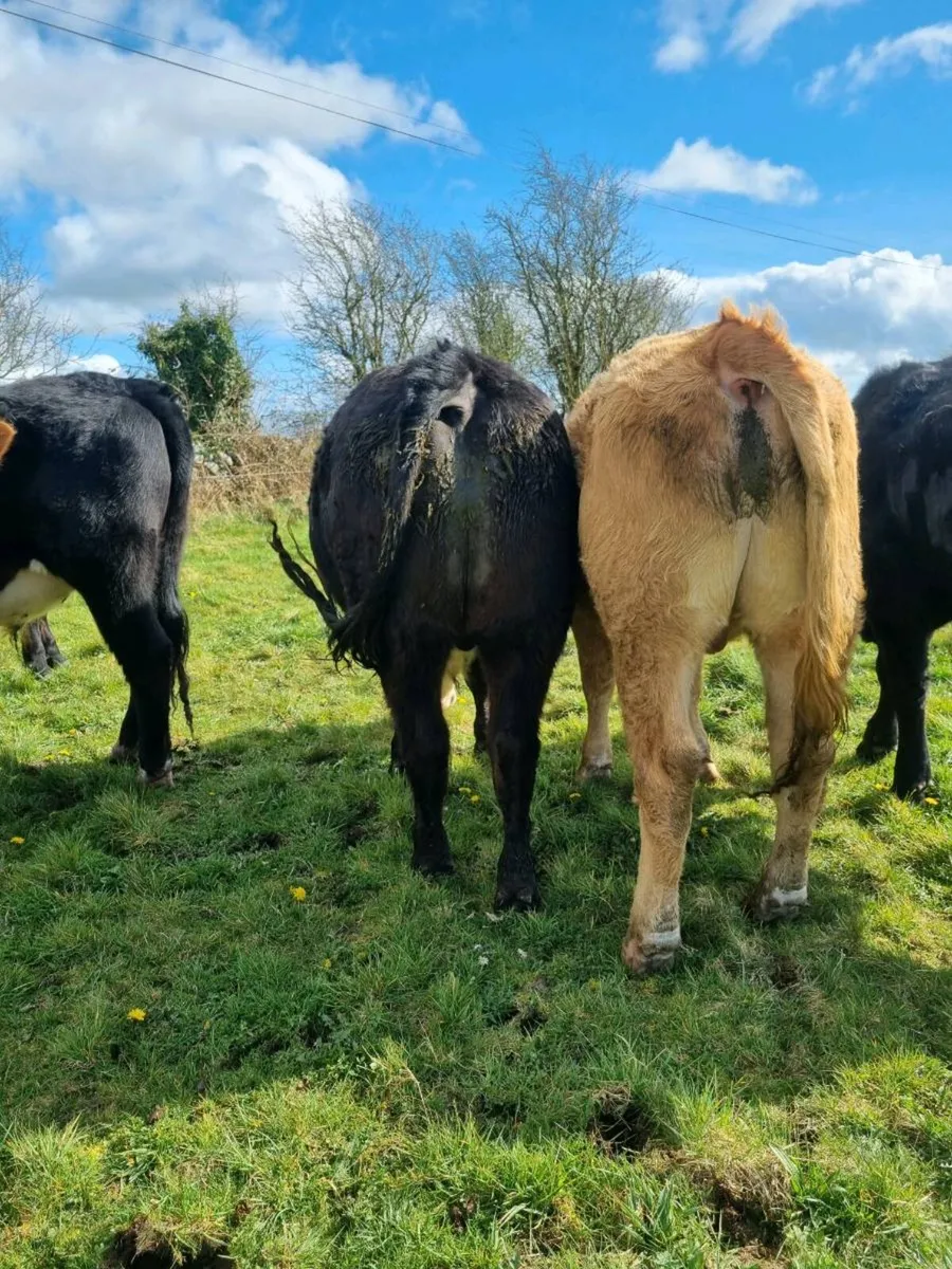 7 organic bullocks - Image 2