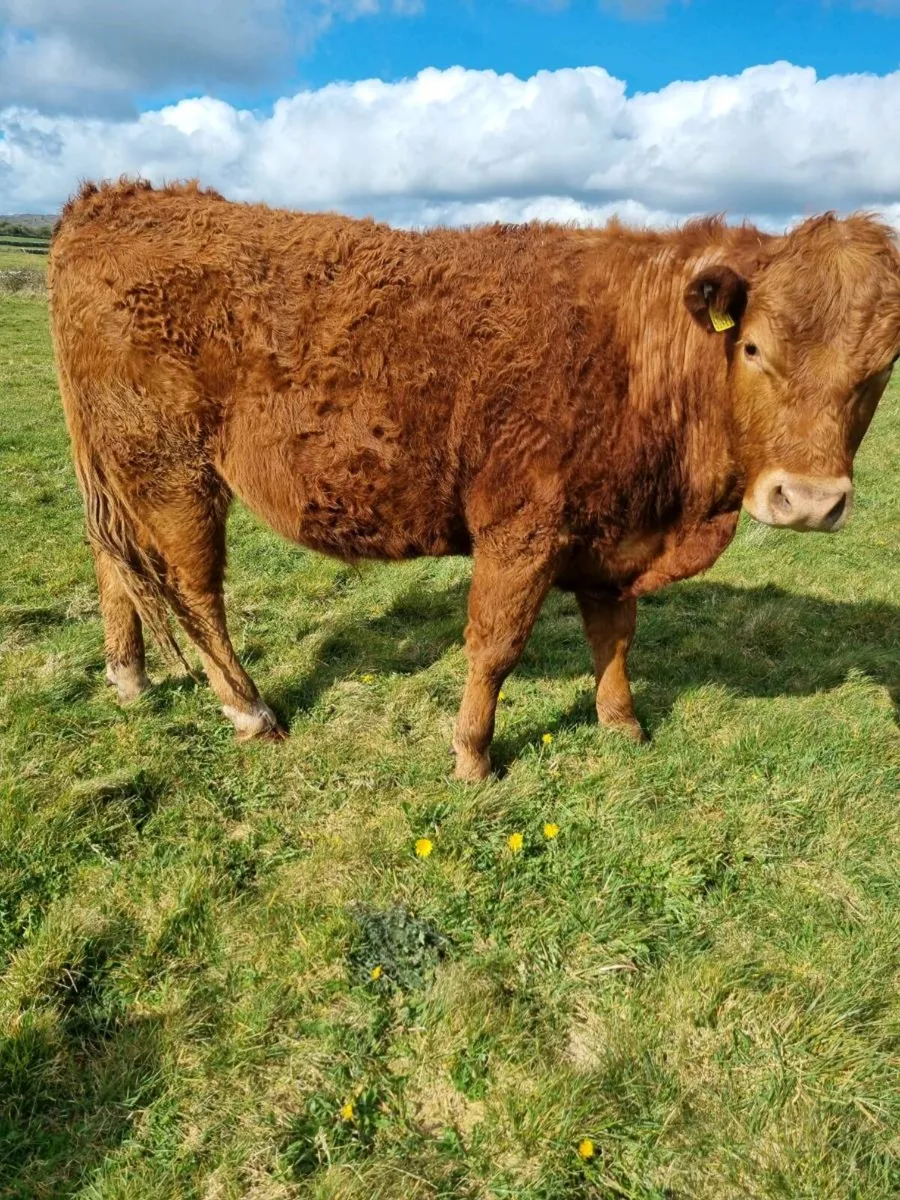 7 organic bullocks - Image 3