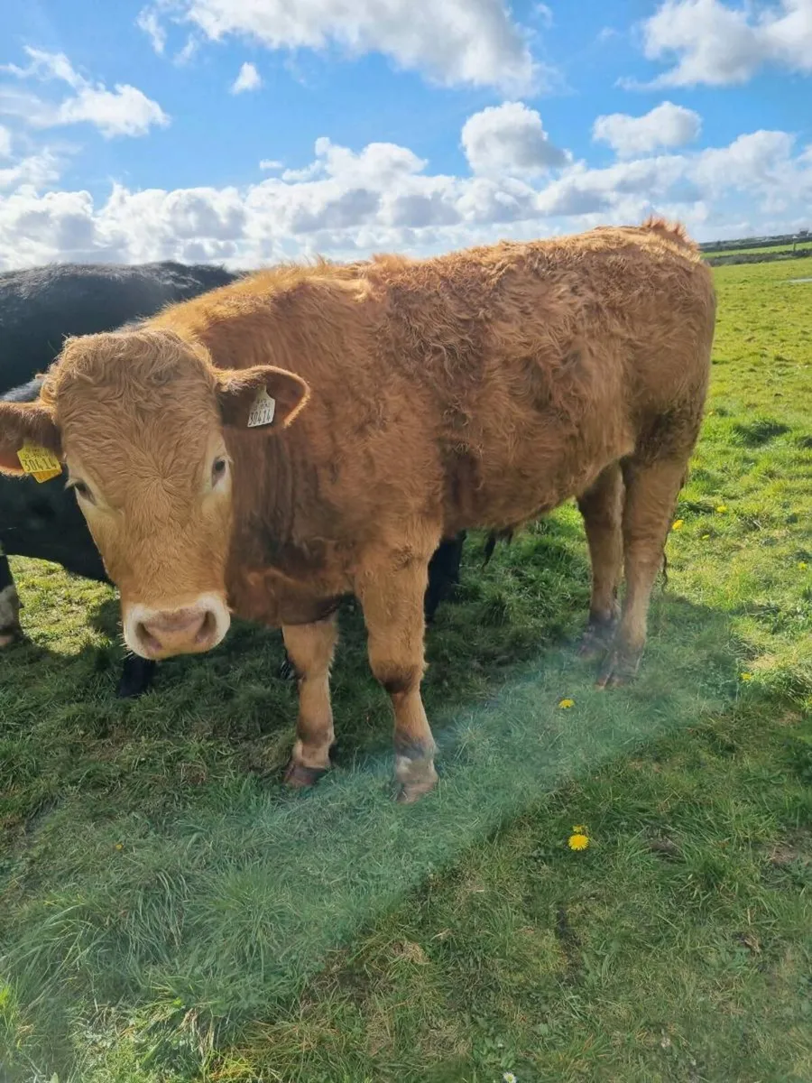 7 organic bullocks - Image 4