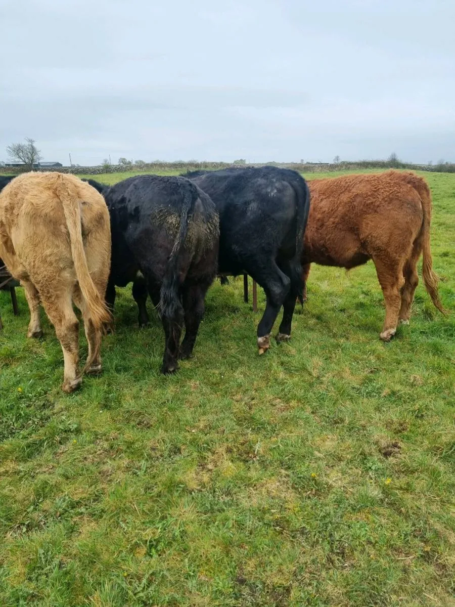 7 organic bullocks - Image 1