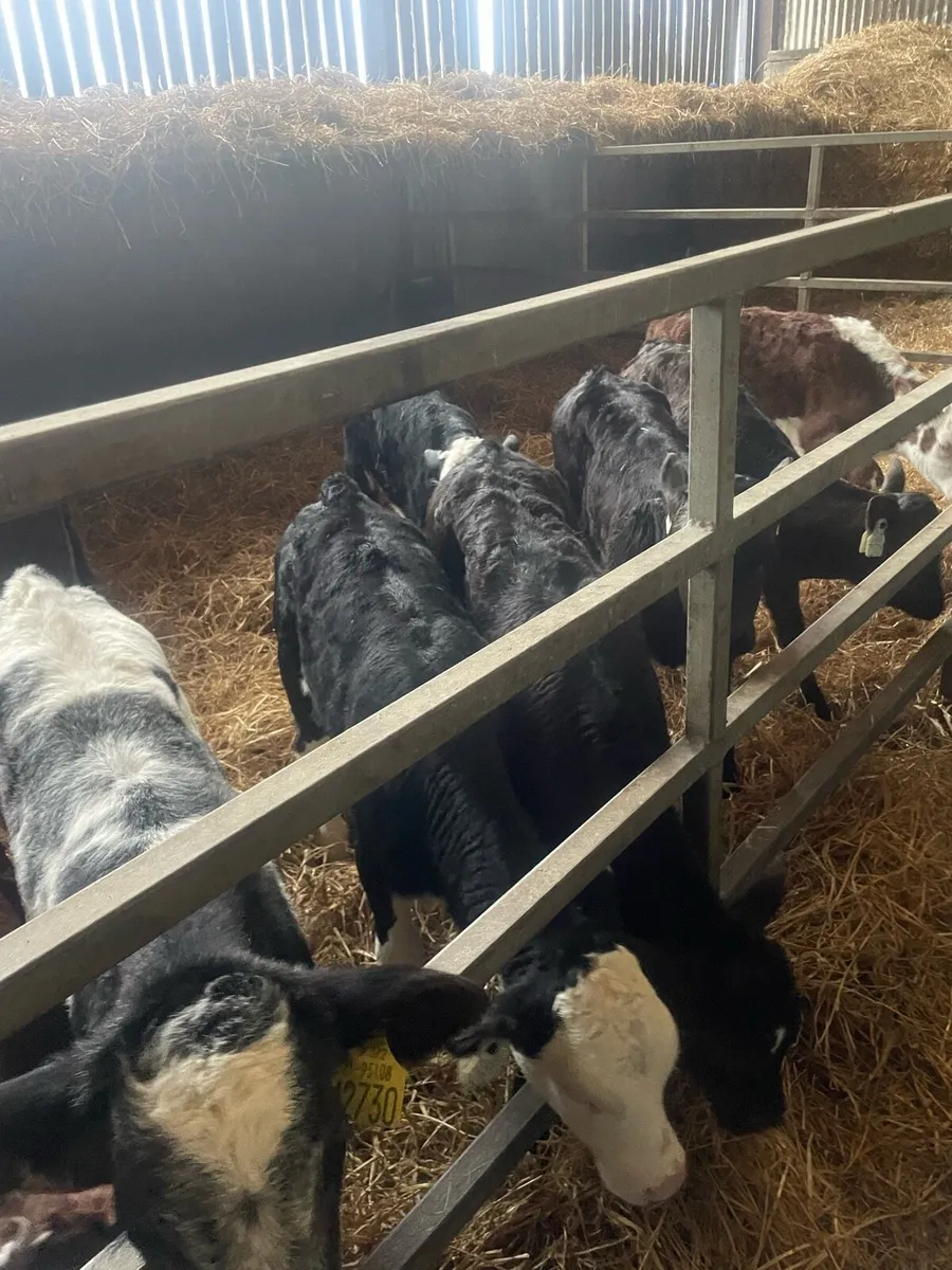 40 Home bred calves - Image 2