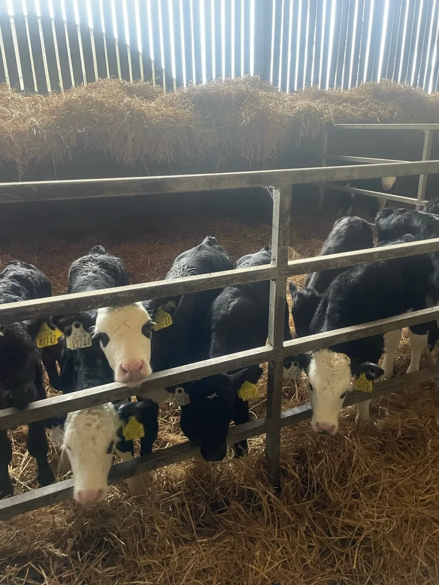 40 Home bred calves - Image 3