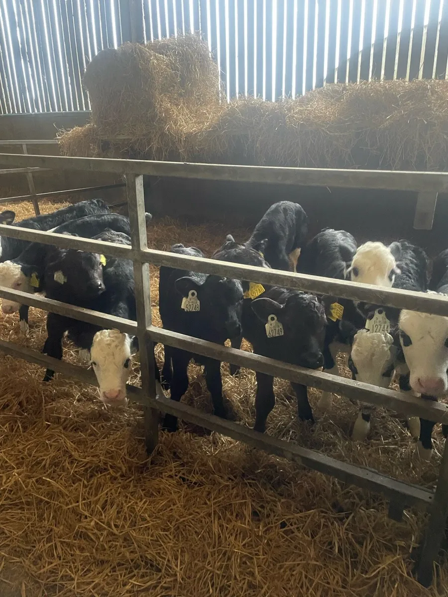 40 Home bred calves - Image 4