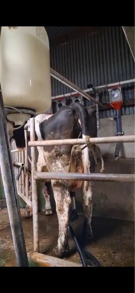 Fresian cow - Image 1