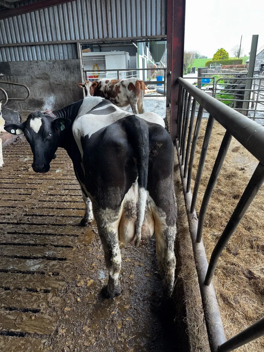 Fresian cow - Image 2