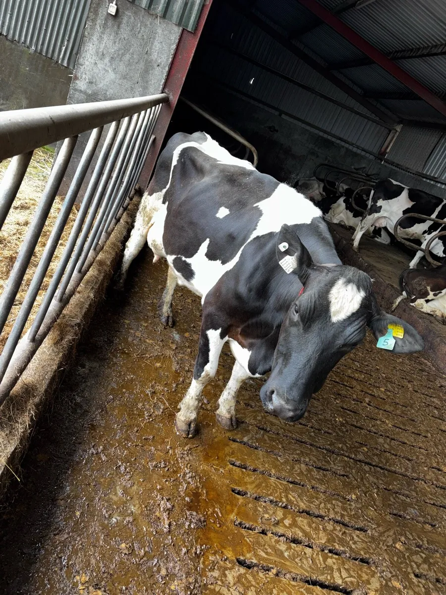 Fresian cow - Image 3