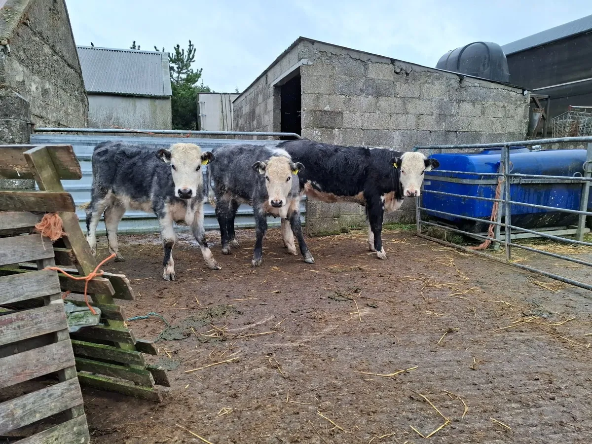 Organic Weanlings - Image 1