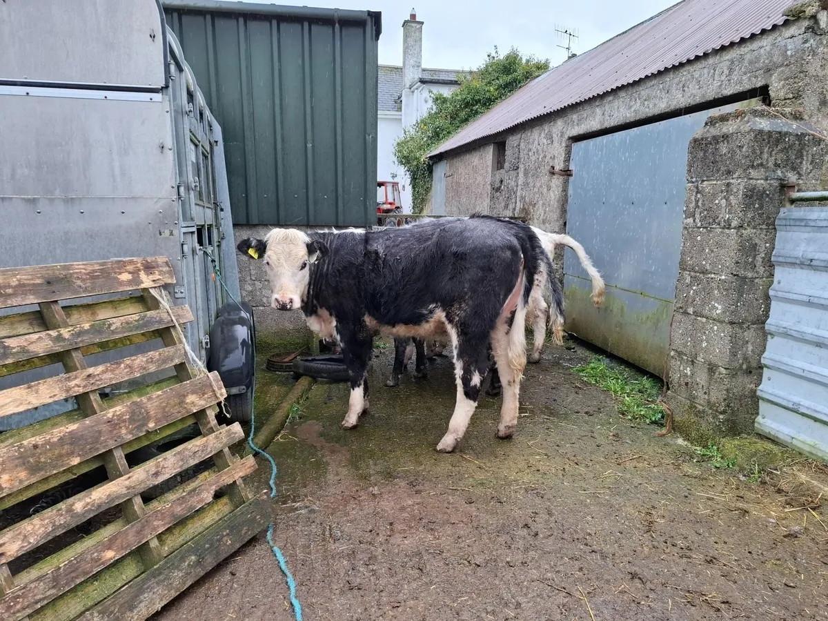 Organic Weanlings - Image 2