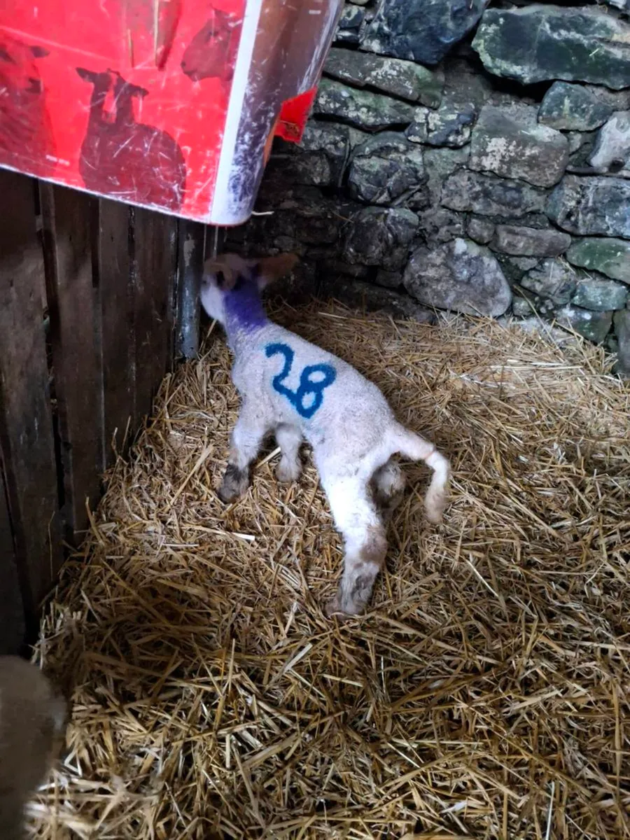 2x Foster/pet lamb - Image 2