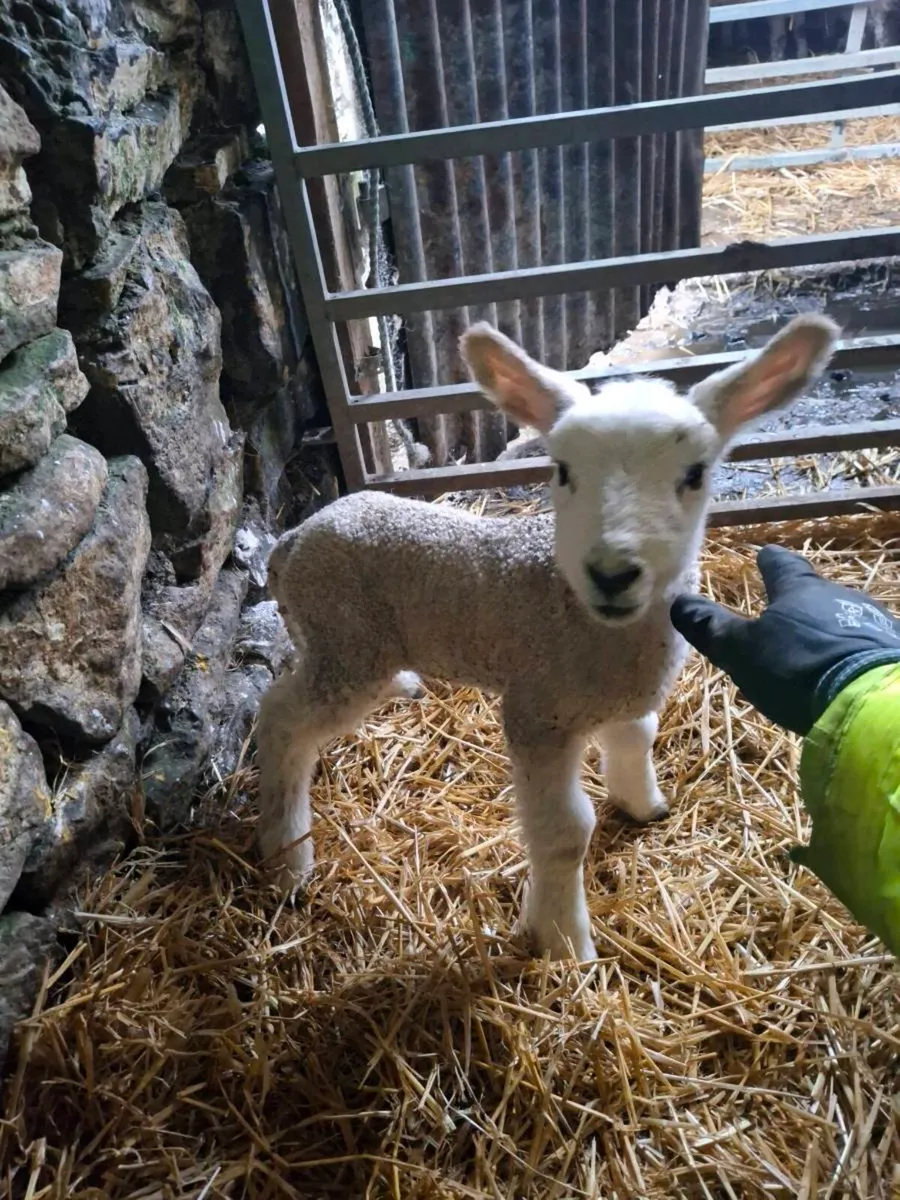 2x Foster/pet lamb - Image 1