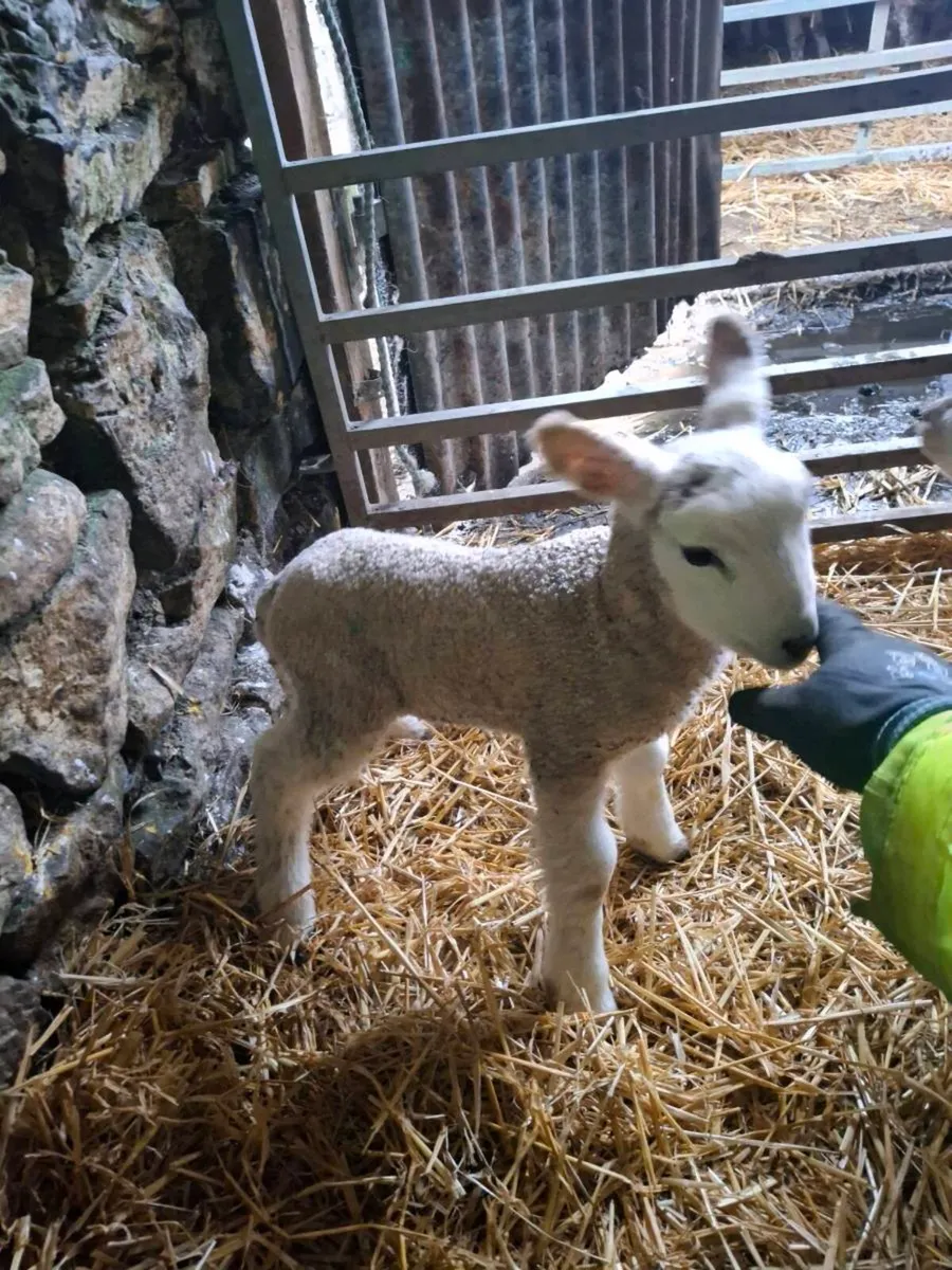 2x Foster/pet lamb - Image 3