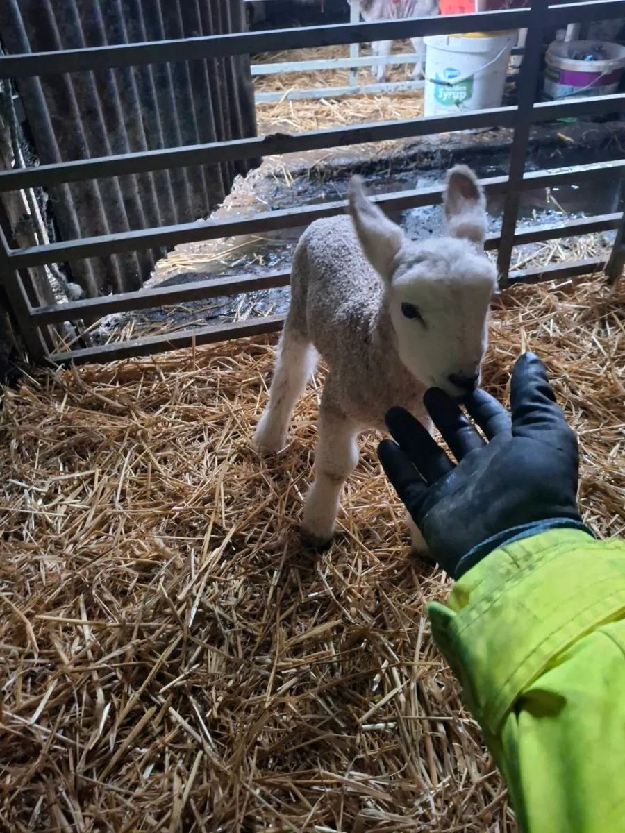 2x Foster/pet lamb - Image 4
