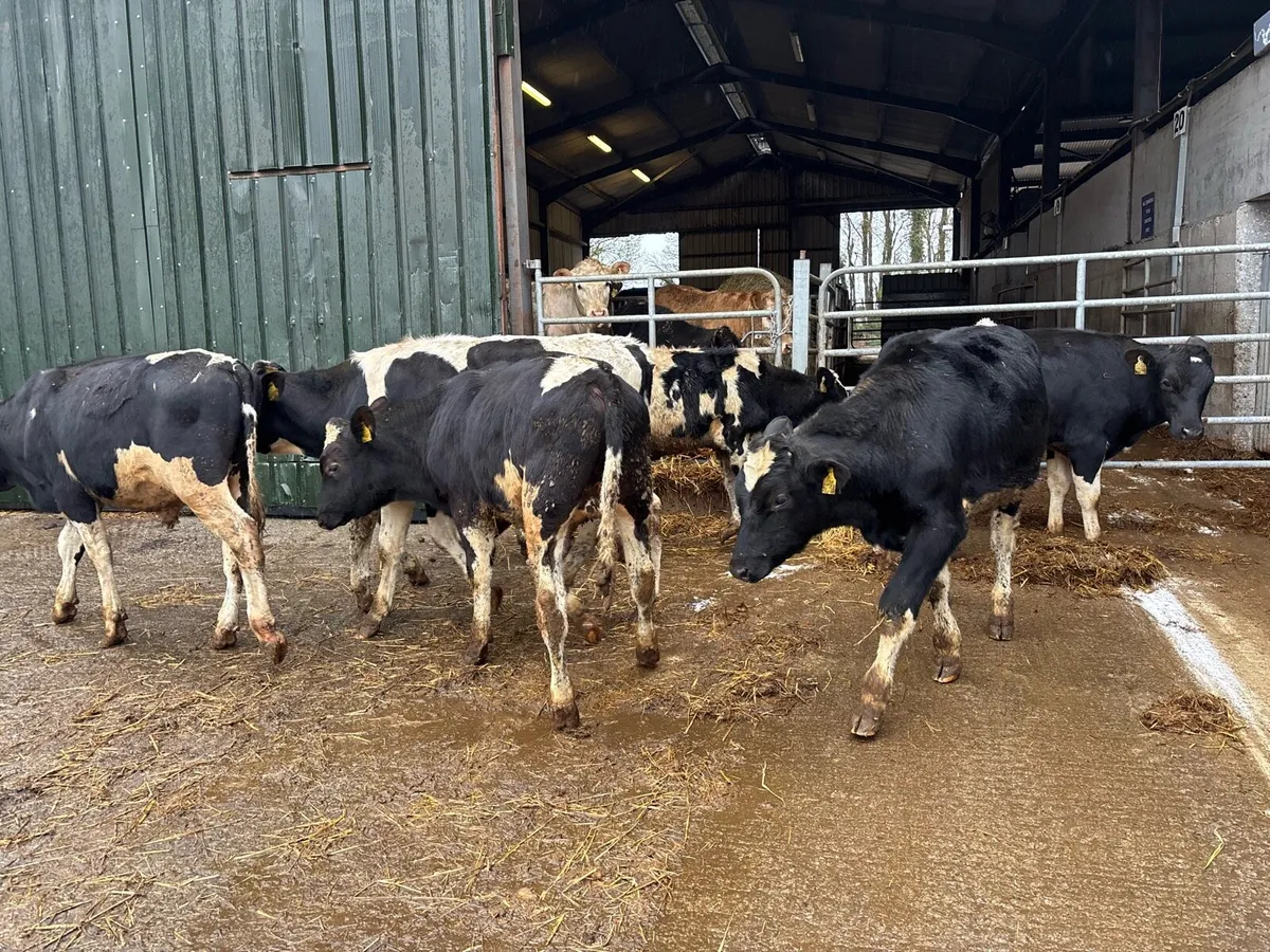 10 super 250 kg British Frisian bulls - Image 1