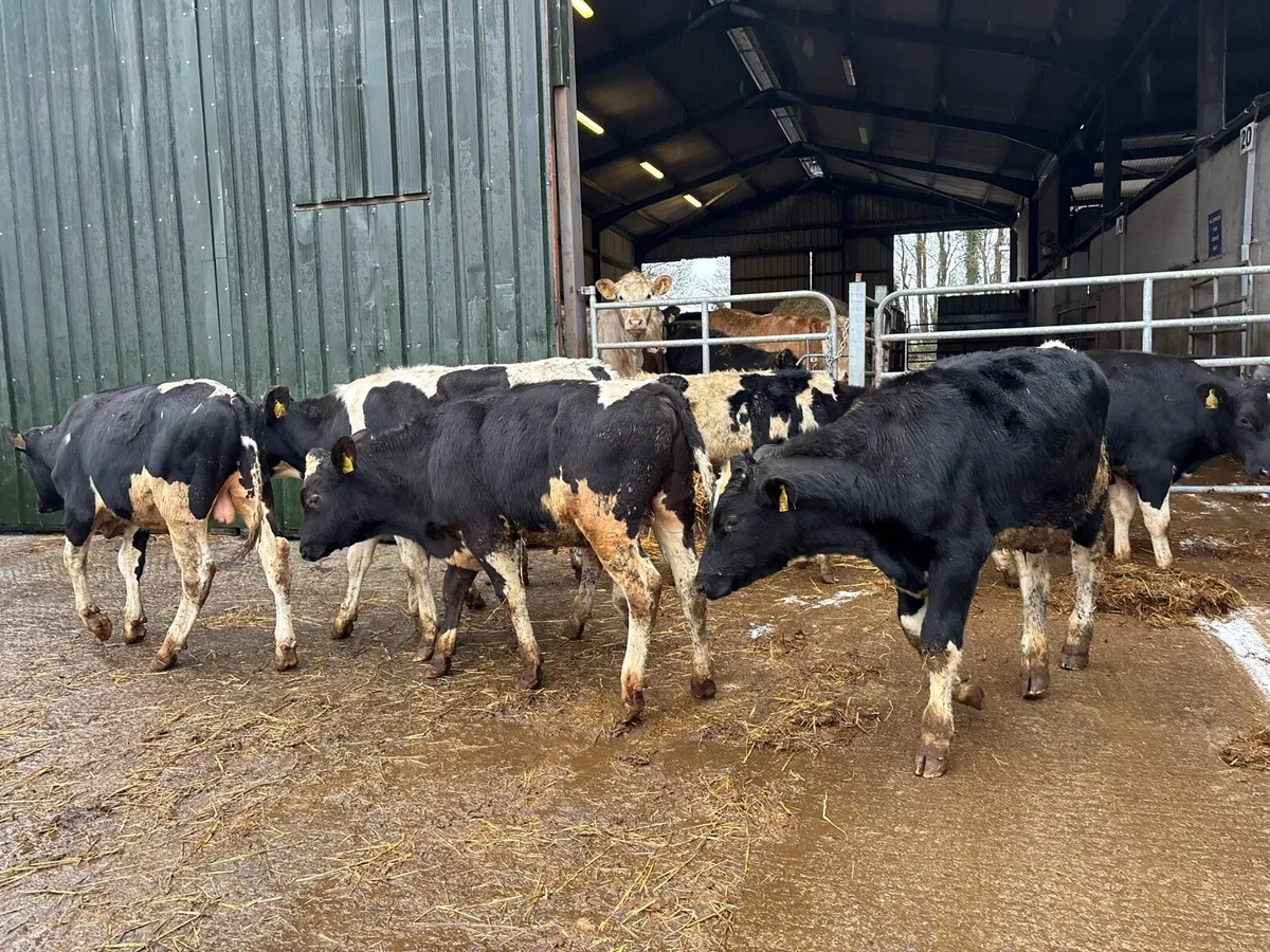 10 super 250 kg British Frisian bulls - Image 2