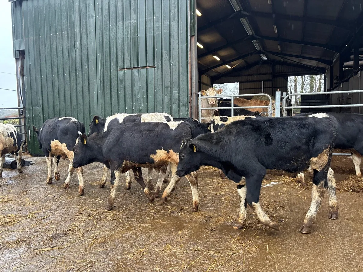 10 super 250 kg British Frisian bulls - Image 3