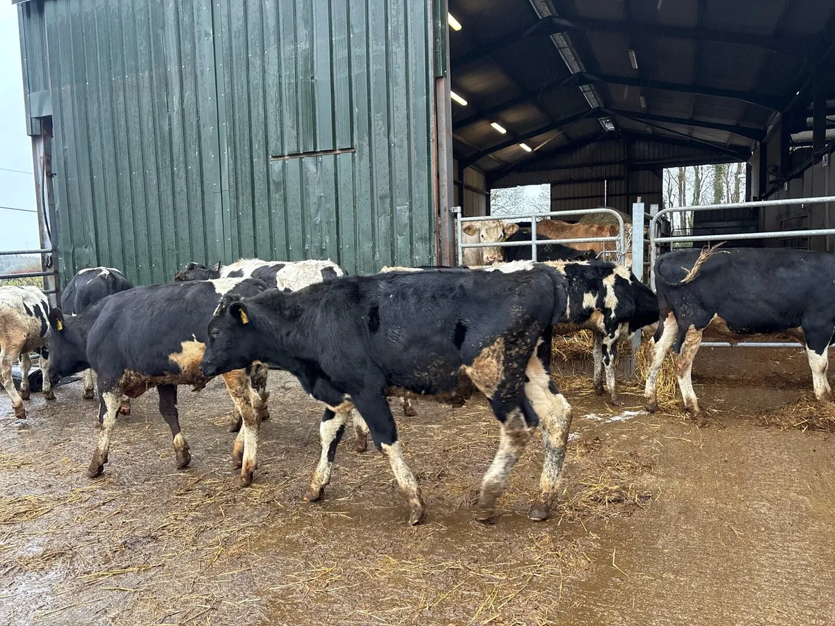 10 super 250 kg British Frisian bulls - Image 4