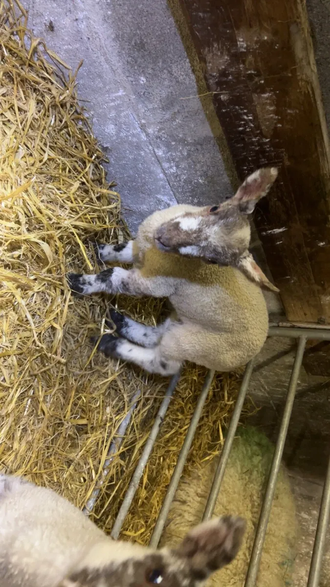 2 lambs - Image 1
