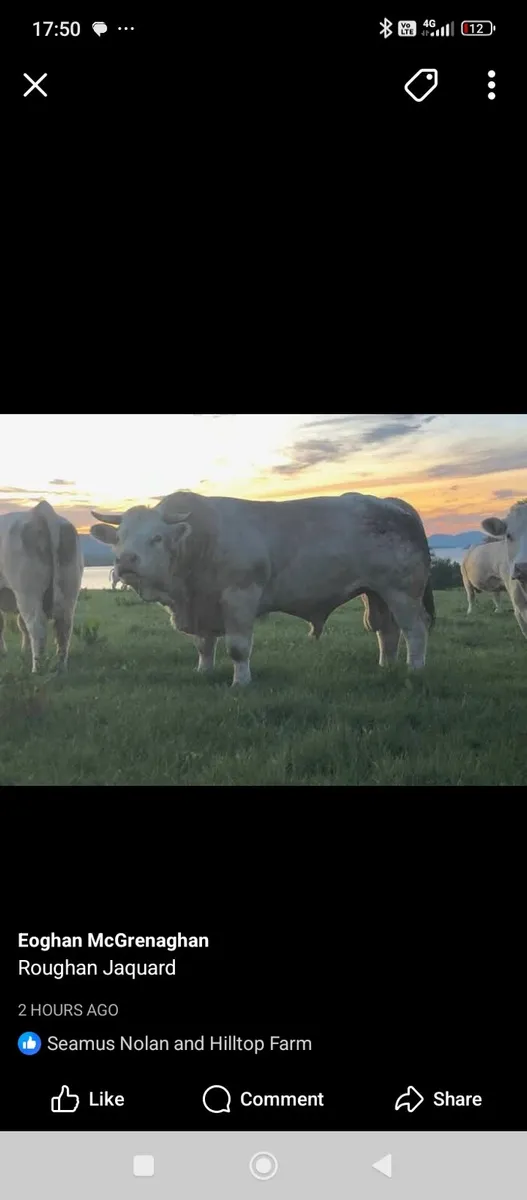 Scardaune Charolais - Image 2