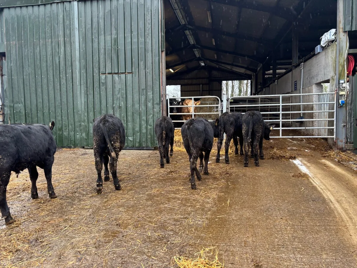 6 super Angus bull weanlings - Image 2