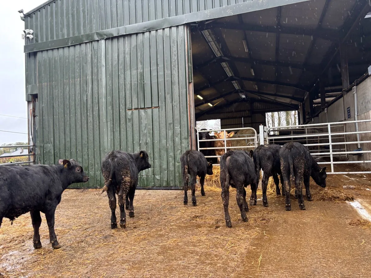 6 super Angus bull weanlings - Image 3