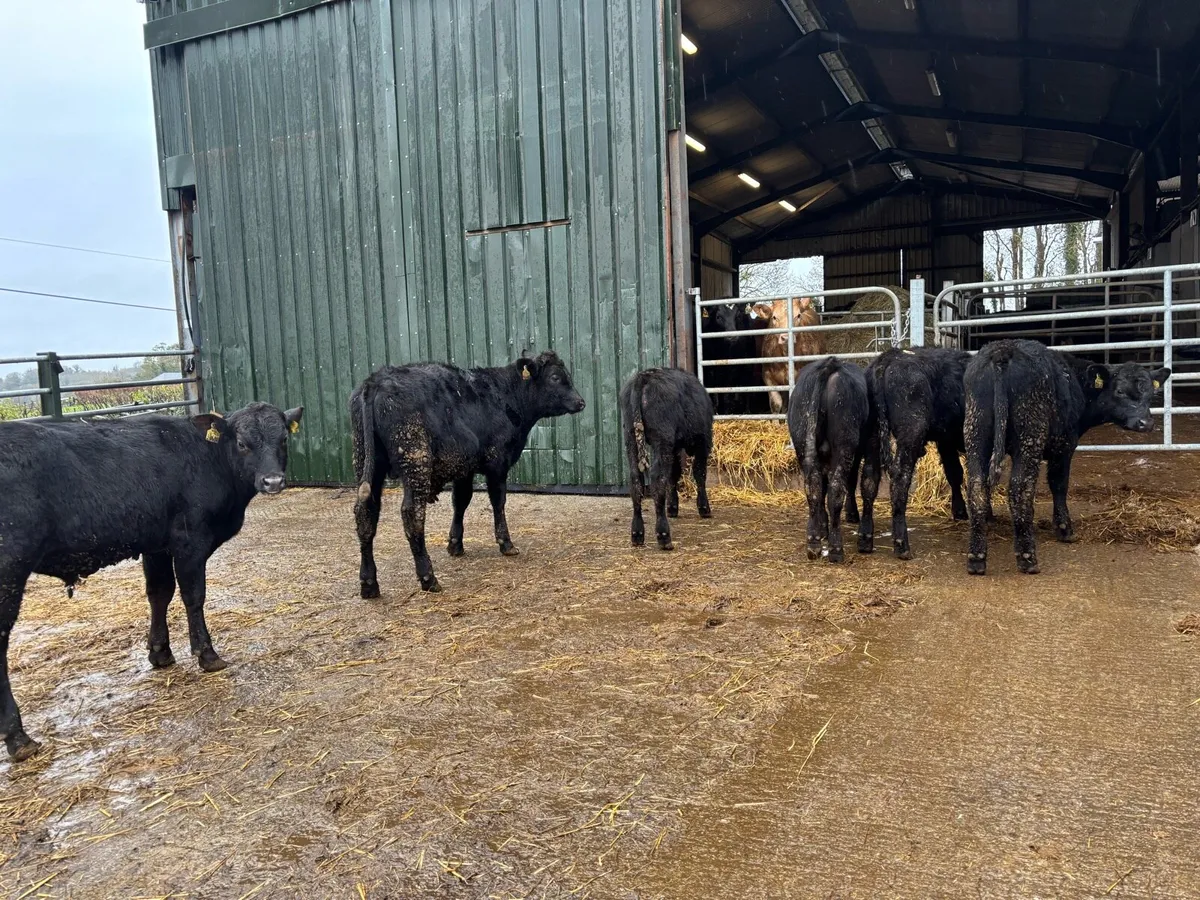 6 super Angus bull weanlings - Image 4