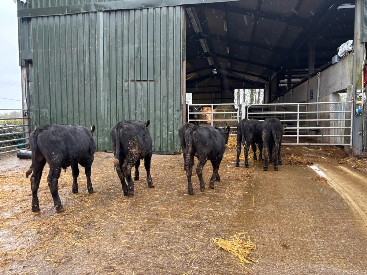 6 super Angus bull weanlings - Image 1