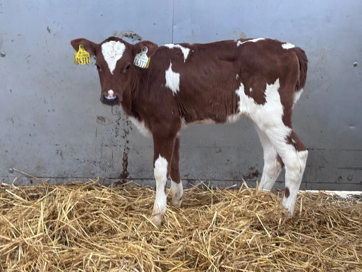 Montebelard heifer calf for sale - Image 1