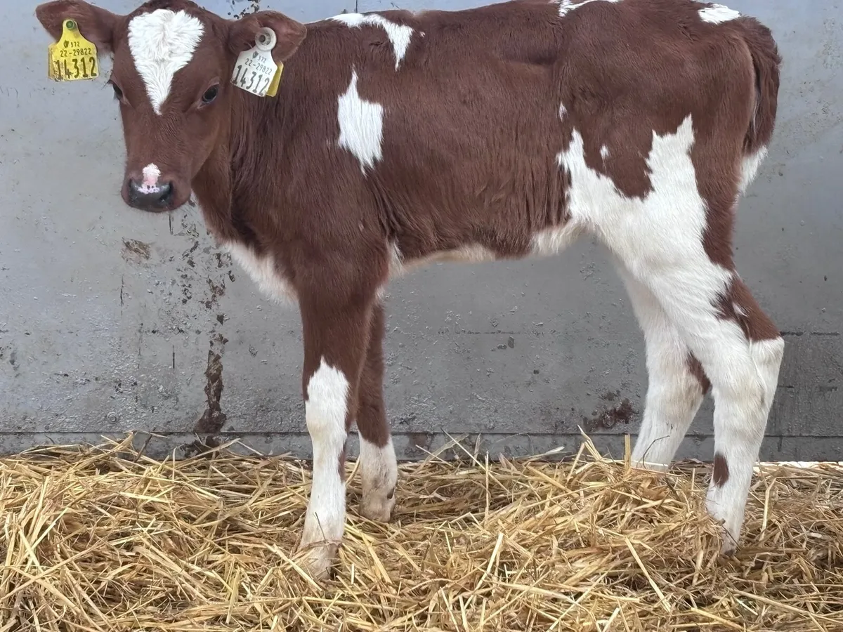 Montebelard heifer calf for sale - Image 2