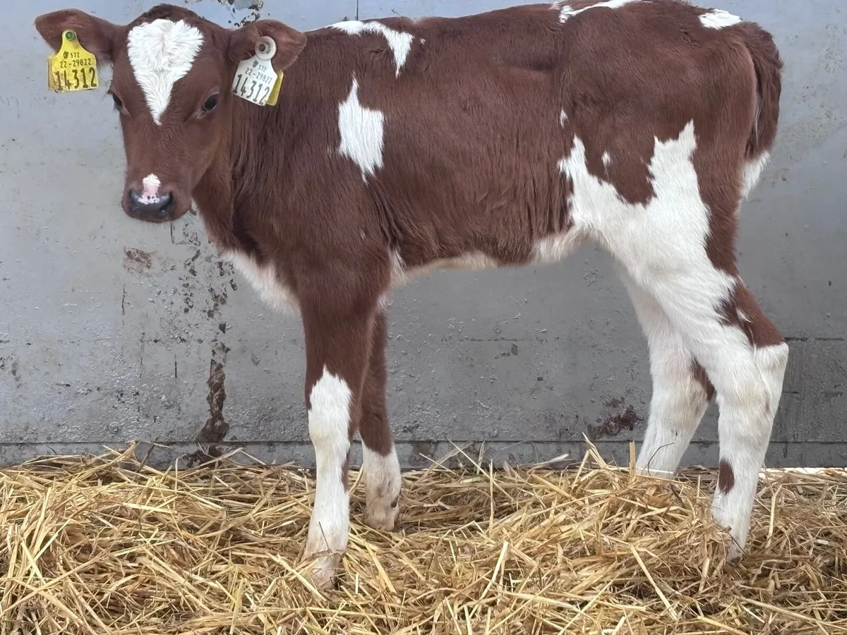 Montebelard heifer calf for sale - Image 3