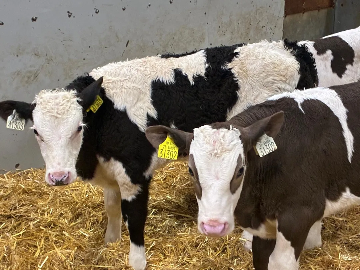 8 Super 2/3Month Old Bull Calves - Image 3