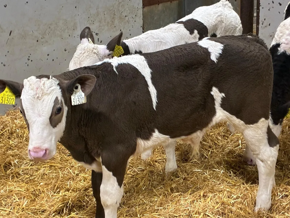 8 Super 2/3Month Old Bull Calves - Image 1