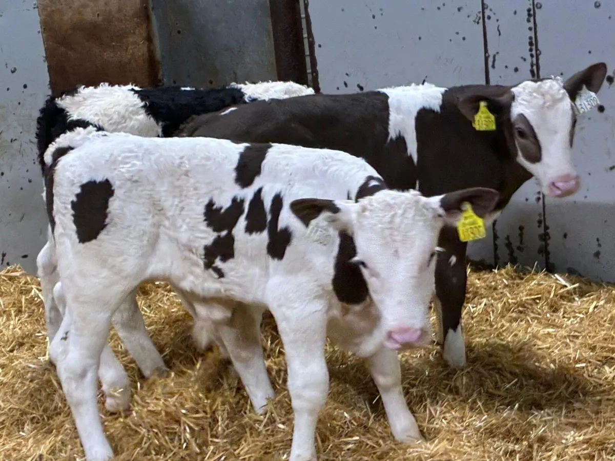 8 Super 2/3Month Old Bull Calves - Image 2