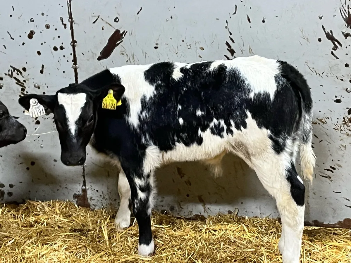 8 Super 2/3Month Old Bull Calves - Image 4