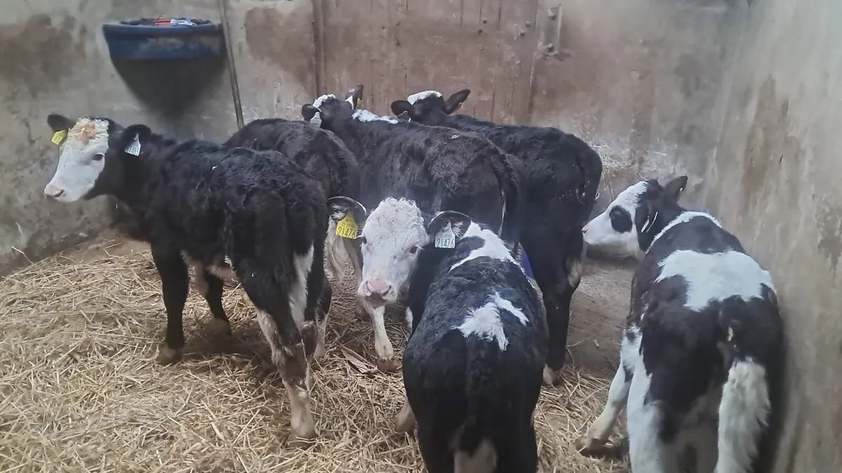 6 reared white head calves - Image 2