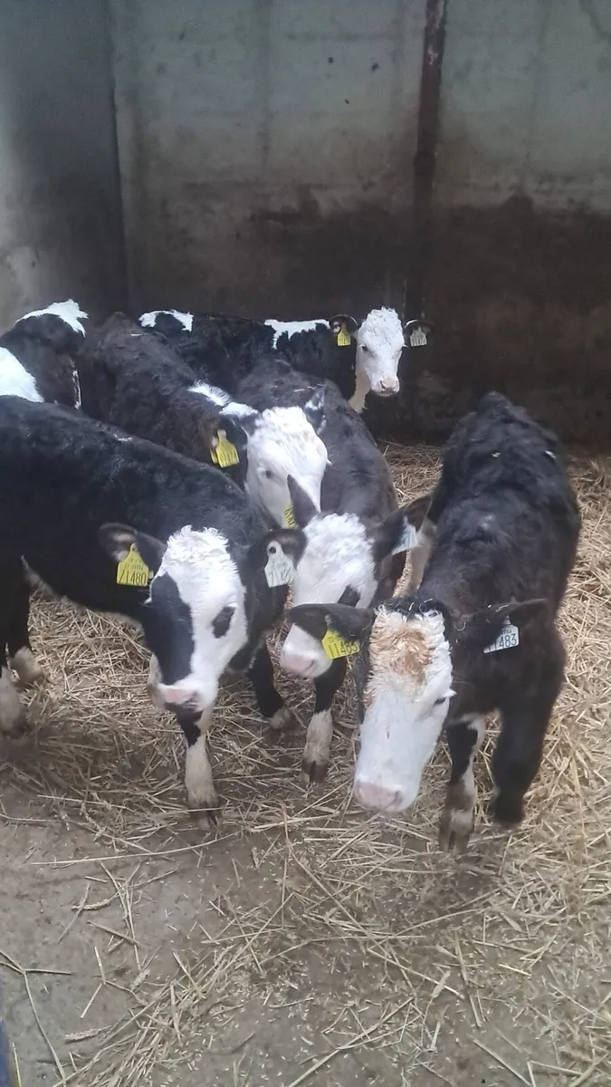 6 reared white head calves - Image 1