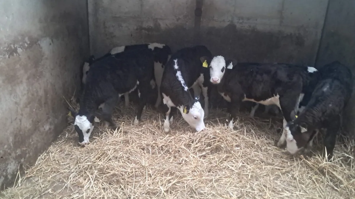 6 reared white head calves - Image 4
