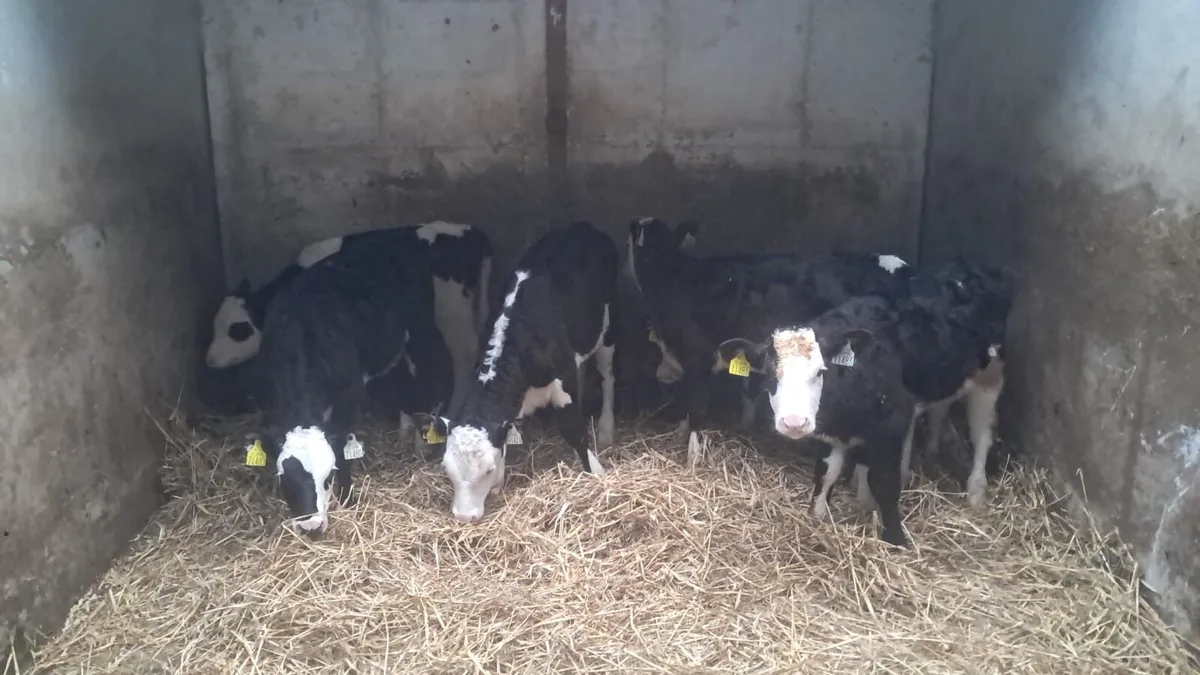6 reared white head calves - Image 3