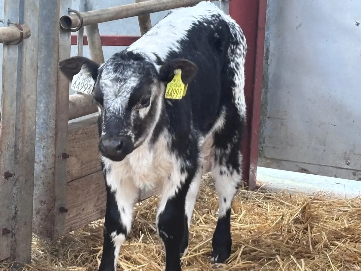 3 heifer calves for sale - Image 2
