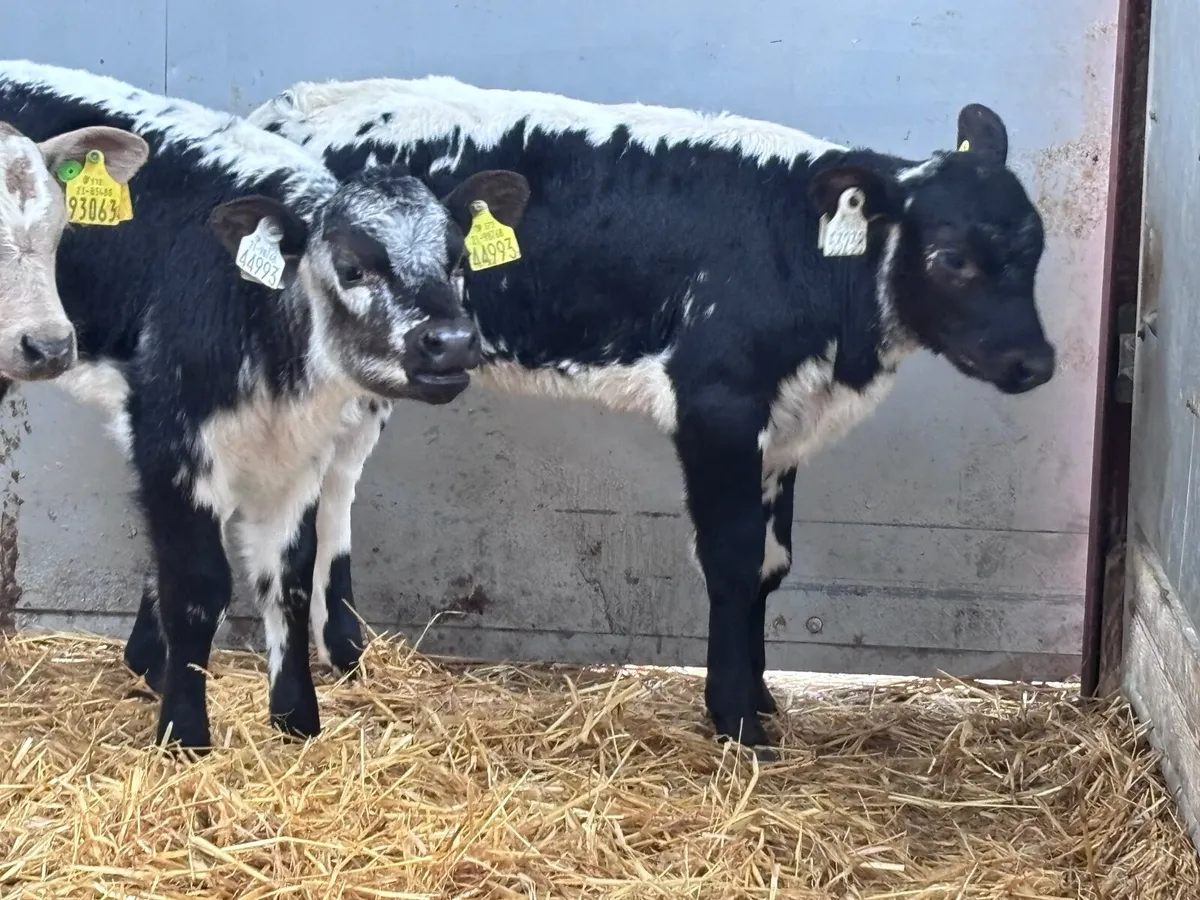 3 heifer calves for sale - Image 3