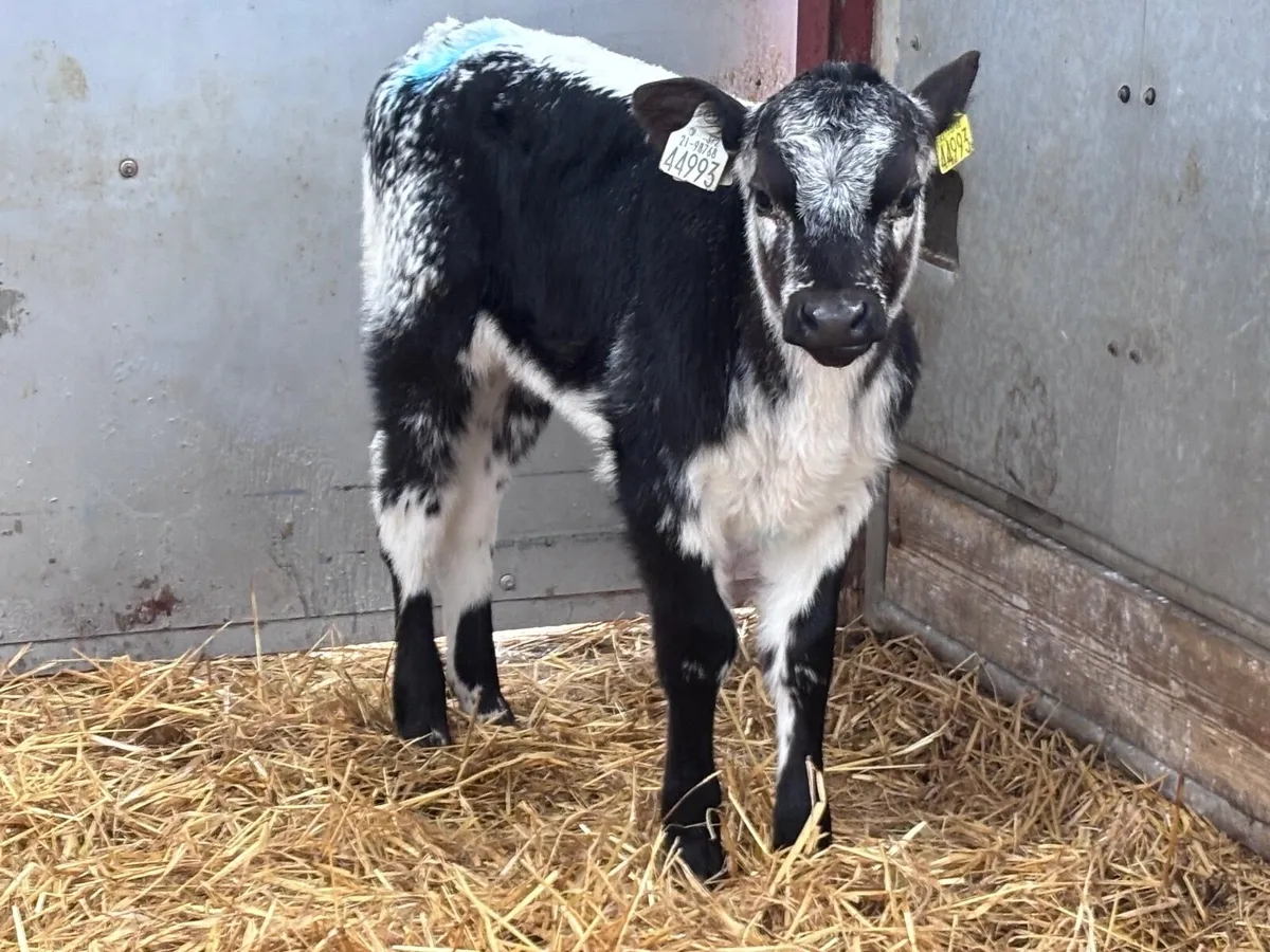 3 heifer calves for sale - Image 4